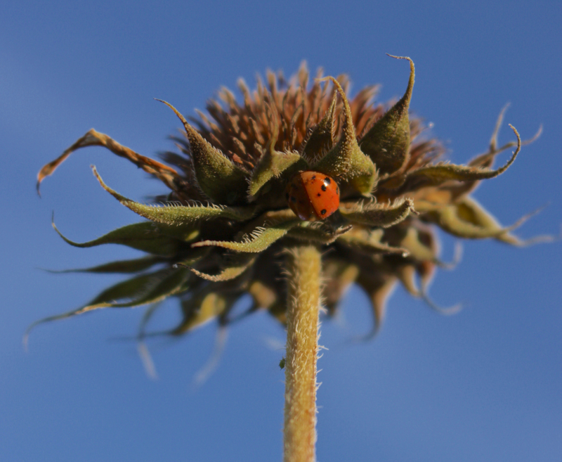 The aforementioned bug of lady, with its aphid prey down-stem.